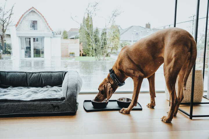 HUNTER Napfunterlage Selection